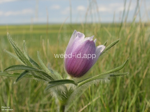 pasque-flower